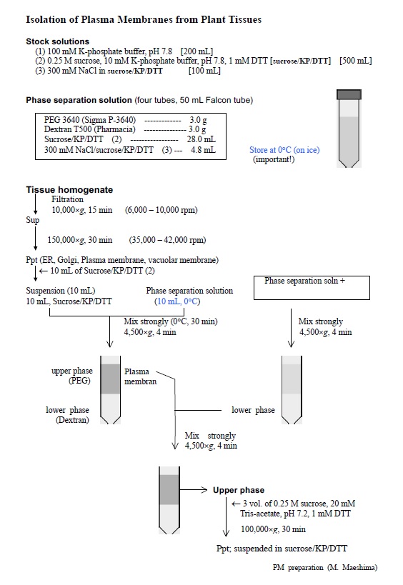 Plant Plasma Membrane Protocol